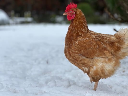 Winter Chicken Keeping: Essential Tips for a Cozy Coop